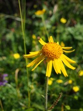 Arnica, de bloem die wordt gebruikt voor de zalf tegen kneuzingen en blauwe plekken