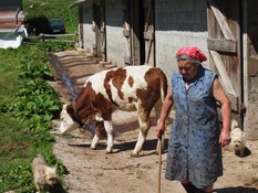 de koeien worden door de casara dagelijks de bergweide opgeleid