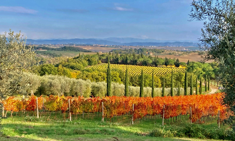 Wijngaarden van Monte Vibiano Vecchio 