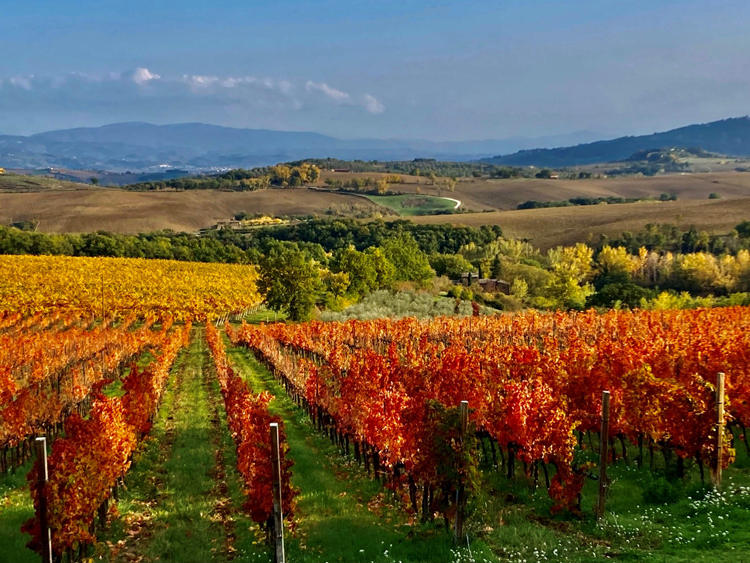 Wijngaarden van Monte Vibiano Vecchio